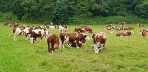E’ operativa la collaborazione tra Ara Piemonte e gli allevatori liguri: 4 incontri per illustrare le attività del 2019