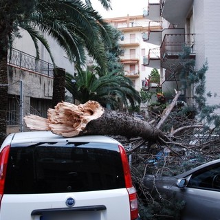 Sanremo: il vento forte sradica un albero in via Pietro Agosti, tre auto ed uno scooter danneggiati