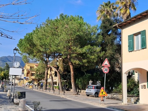 Dolceacqua, cittadini contro l’abbattimento di tre pini: esposto ad associazioni e richiesta di verifiche urgenti