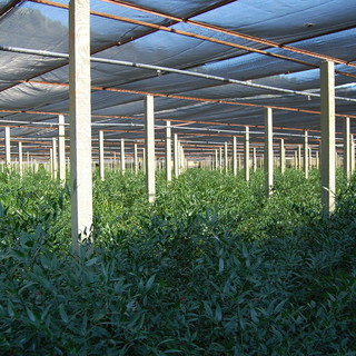 Emergenza Coronavirus: l'allarme anche nel comparto agricolo, Damele "Siamo sempre un settore complesso" Emergenza Coronavirus: l'allarme anche nel comparto agricolo, Damele "Siamo sempre un settore complesso"