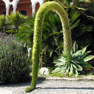 Ventimiglia: domenica prossima ai Giardini Hanbury, conferenza su ‘Agavi: storia, sistematica, distribuzione nel mondo’