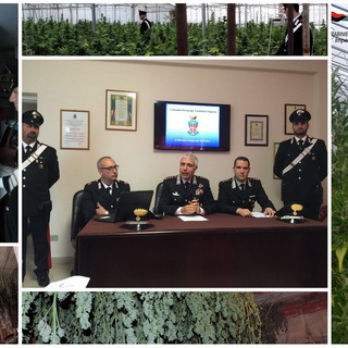 Sanremo: arrestata un'intera famiglia che coltivava marijuana nella serra di casa al posto delle rose (Video)
