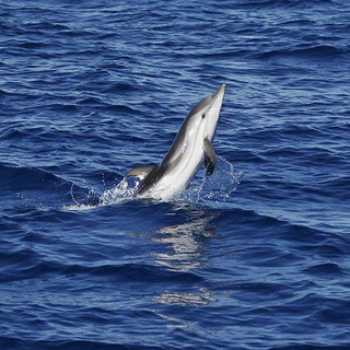 Santuario dei Cetacei: le splendide foto degli avvistamenti nell'ultima 'crociera' di ieri Santuario dei Cetacei: le splendide foto degli avvistamenti nell'ultima 'crociera' di ieri
