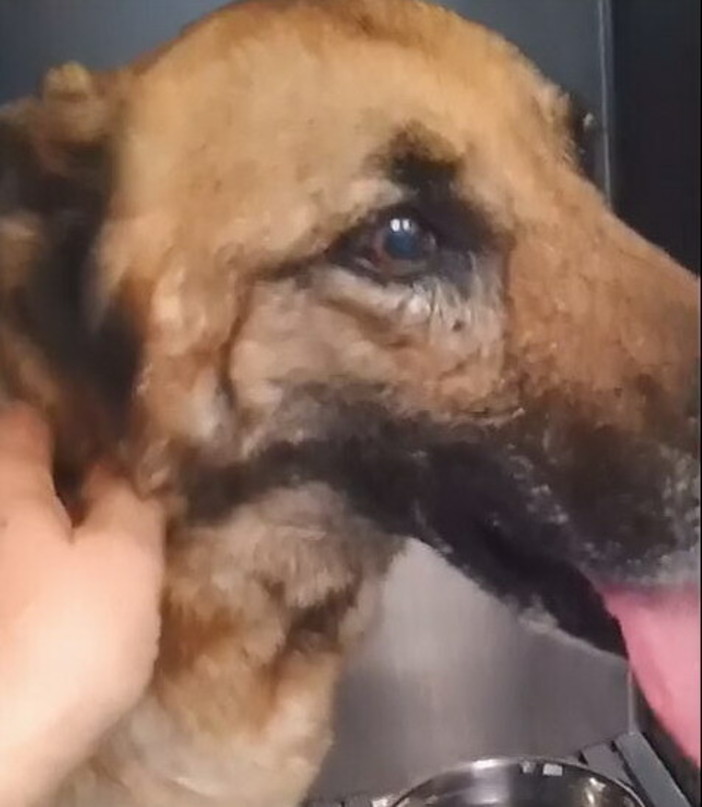 Amy migliora ogni giorno dopo il morso della vipera: parametri in ripresa e possibile ritorno a casa lunedì