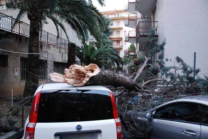 Sanremo: il vento forte sradica un albero in via Pietro Agosti, tre auto ed uno scooter danneggiati