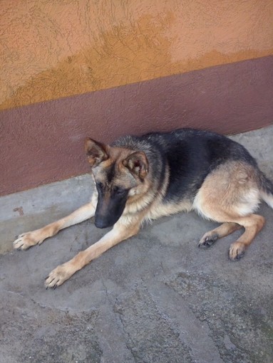 Sanremo: smarrita a Poggio la cagnolina Arien in zona Poggio, il padrone la sta cercando Sanremo: smarrita a Poggio la cagnolina Arien in zona Poggio, il padrone la sta cercando