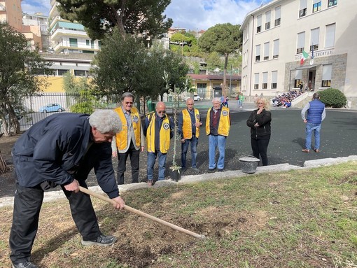 Il Lions Club Sanremo Host, dona 4 alberi di Ulivo Taggiasco alle scuole elementari Il Lions Club Sanremo Host, dona 4 alberi di Ulivo Taggiasco alle scuole elementari