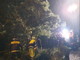 Bordighera: il vento fa crollare un albero che sfiora un'auto, intervento dei Vigili del Fuoco per liberare la strada