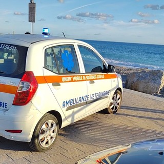 Ventimiglia, Ambulanze Veterinarie fa massaggio cardiaco a un cane. Una signora: "Grazie per quello che fate" Ventimiglia, Ambulanze Veterinarie fa massaggio cardiaco a un cane. Una signora: "Grazie per quello che fate"