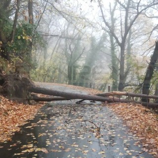 Protezione Civile in azione nell’entroterra: squadre impegnate a liberare le strade da piante cadute e garantire la viabilità