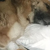 Cagnolina morsa da una vipera in Valle Argentina: Amy lotta tra la vita e la morte, lanciata raccolta fondi Cagnolina morsa da una vipera in Valle Argentina: Amy lotta tra la vita e la morte, lanciata raccolta fondi