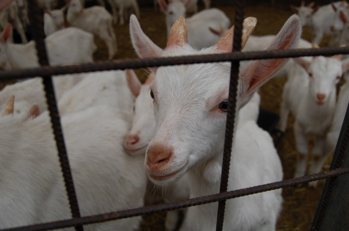 Fattorie didattiche aperte nel weekend, domani la presentazione ad Imperia