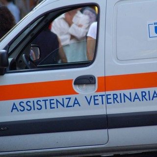 Sanremo: nuovo ambulatorio veterinario in convenzione con il Comune, è ad Arma di Taggia