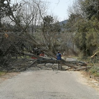 Bajardo: albero instabile sulla Provinciale, intervento degli agenti e dell'operaio del Comune (Foto)
