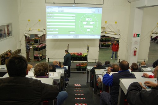 Sanremo: mese di novembre da incorniciare all'asta del Mercato dei Fiori, trend in costante ascesa