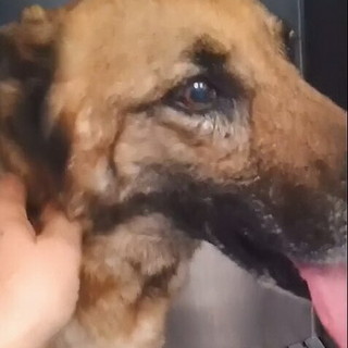 Amy migliora ogni giorno dopo il morso della vipera: parametri in ripresa e possibile ritorno a casa lunedì