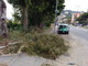Imperia: chioma d'albero cade in lungomare Vespucci, problemi soprattutto per i pedoni