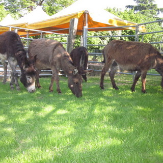 Ventimiglia: giovedì a Torri appuntamento con il corso di “Trazione animale con gli asini”