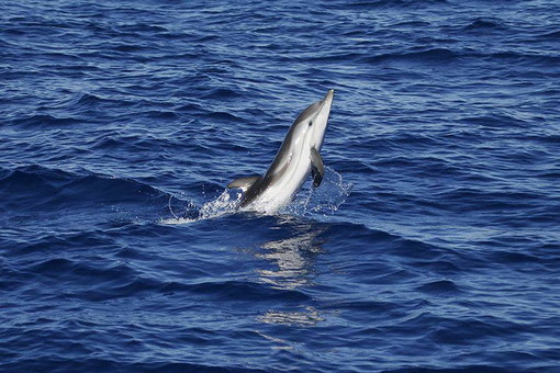 Santuario dei Cetacei: le splendide foto degli avvistamenti nell'ultima 'crociera' di ieri Santuario dei Cetacei: le splendide foto degli avvistamenti nell'ultima 'crociera' di ieri