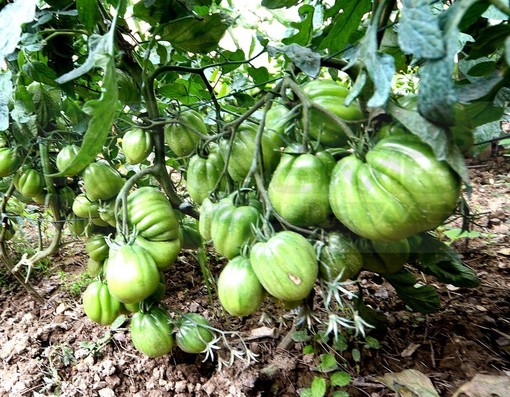 Coldiretti: “Inizio autunno spinge il ritorno delle conserve fai da te made in Liguria”