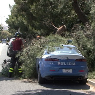 Imperia: a causa del vento cade un albero sulla Volante, tanta paura ma nessun ferito