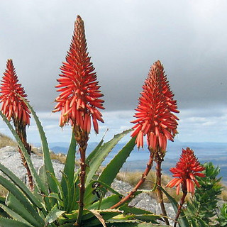 Aloe vera o Aloe Arborescens? Il naturopata Gianfranco Lanza ci illustra le proprietà della specie botanica più pregiata al mondo Aloe vera o Aloe Arborescens? Il naturopata Gianfranco Lanza ci illustra le proprietà della specie botanica più pregiata al mondo