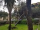 Sanremo: il maltempo colpisce ancora, caduto un albero su via Privata Scoglio, intervento di Vigili del Fuoco e Municipale (Foto e Video) Sanremo: il maltempo colpisce ancora, caduto un albero su via Privata Scoglio, intervento di Vigili del Fuoco e Municipale (Foto e Video)