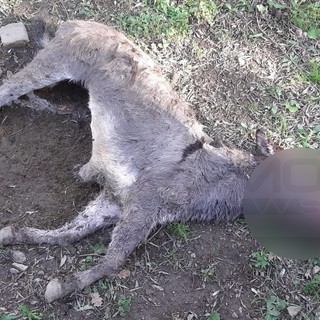 L'asino attaccato dai lupi