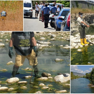 Taggia: gli animali morti alla foce del torrente Argentina erano stati colpiti dal botulismo aviare
