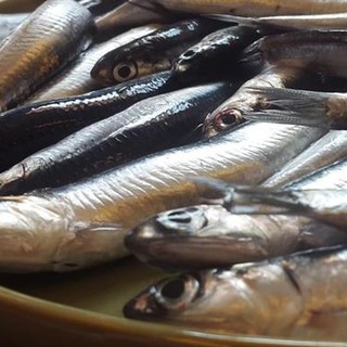 Stop alla pesca all’acciuga: anche le lampare imperiesi ormeggiano dopo una buona stagione