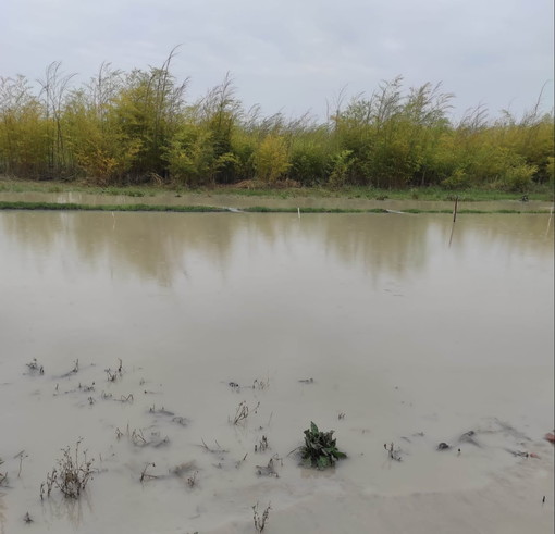 Ventimiglia: con Forza Italia e Azzurro Donna un gazebo per aiutare la Romagna colpita dall'alluvione