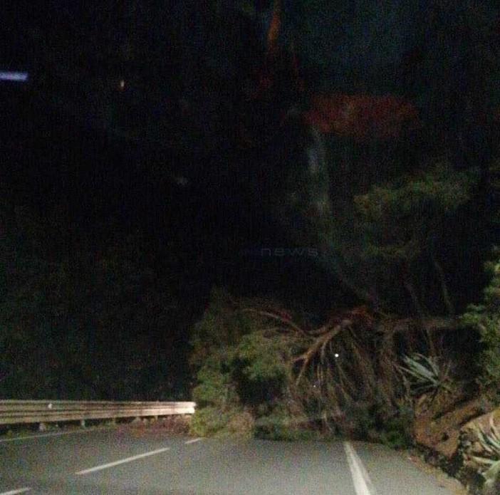 Il pino caduto sull'Aurelia