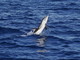 Santuario dei Cetacei: le splendide foto degli avvistamenti nell'ultima 'crociera' di ieri Santuario dei Cetacei: le splendide foto degli avvistamenti nell'ultima 'crociera' di ieri