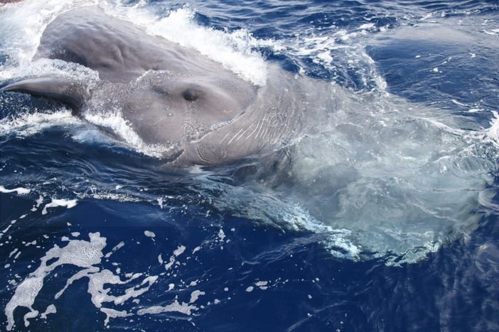 Sanremo: alle 9 arriva 'Hyde' ed è subito festa per i biologi di Tethys nel 'Santuario dei Cetacei' (Foto e Video)