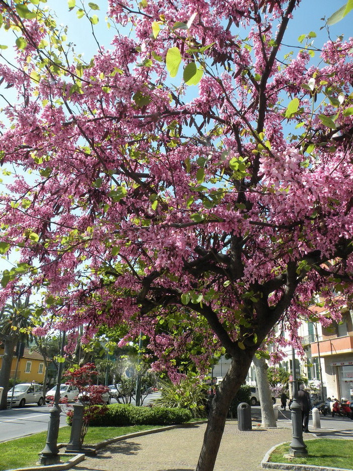 Sanremo: ai Giardini Ruffini una splendida fioritura dell'Albero di Giuda Sanremo: ai Giardini Ruffini una splendida fioritura dell'Albero di Giuda