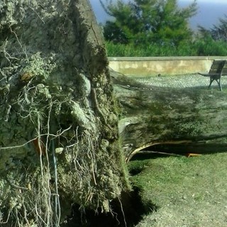 Imperia: albero secolare crollato nella zona del Monte Calvario dopo il vento di giovedì scorso Imperia: albero secolare crollato nella zona del Monte Calvario dopo il vento di giovedì scorso