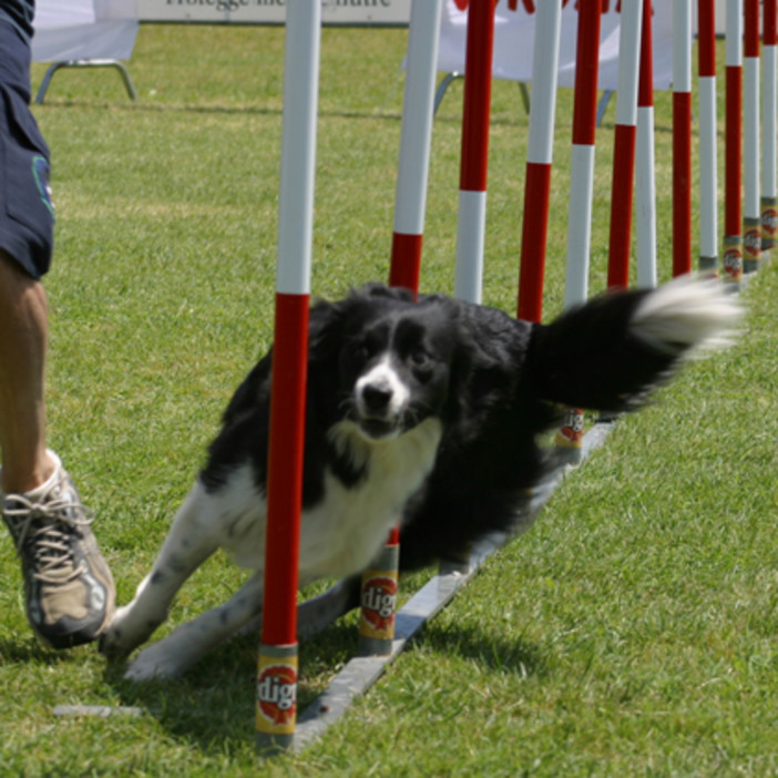 Bordighera: domani pomeriggio all'area cani un'istruttrice cinofila per insegnare 'Agility' Bordighera: domani pomeriggio all'area cani un'istruttrice cinofila per insegnare 'Agility'
