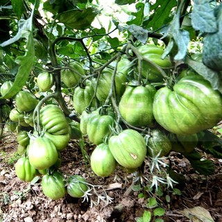 Coldiretti: “Inizio autunno spinge il ritorno delle conserve fai da te made in Liguria”