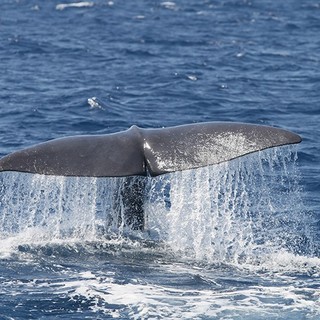 Immagine di repertorio