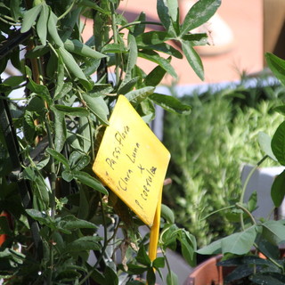 Sanremo: Alleanza Cooperative, Cgil e Cisl chiedono il blocco del bando di gara per il verde pubblico