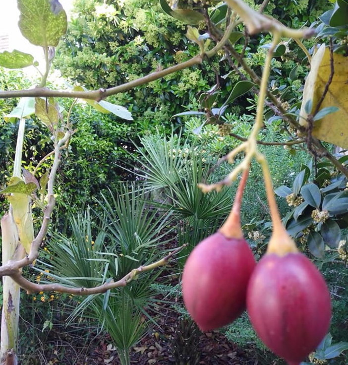 Accordo raggiunto per i fondi FEASR: Piana "Nuovi fondi alle regioni, 4.5 milioni in più alla Liguria"