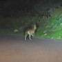 Avvistamenti di lupi tra Bordighera e Sasso: cresce la preoccupazione dei residenti per incontri serali a quota (Video)