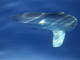 Anche un Pesce Luna ed una tartaruga negli avvistamenti degli esperti nel Santuario Pelagos (Foto) Anche un Pesce Luna ed una tartaruga negli avvistamenti degli esperti nel Santuario Pelagos (Foto)