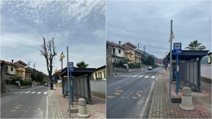 Camporosso, Gibelli a Morabito: "Gli alberi pericolosi sono stati rimossi la scorsa primavera" (Foto)