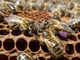 Ad Airole l'ape nera del Ponente Ligure: ma rischia di scomparire come sempre per mano dell'uomo