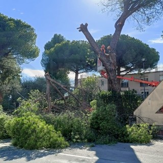 Vallecrosia: albero cade per la forza del vento, chiusa via San Rocco e traffico in tilt sull'Aurelia (Foto e video) Vallecrosia: albero cade per la forza del vento, chiusa via San Rocco e traffico in tilt sull'Aurelia (Foto e video)