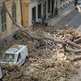 Sanremo: magnolia crollata in via Roma, Vigili del Fuoco al lavoro per liberare la strada, ma è andata bene! (Foto e Video)