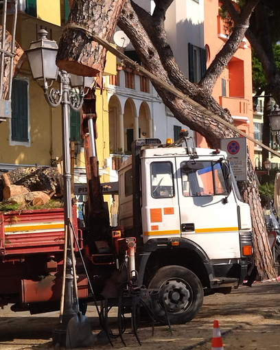 Sanremo: abbattimento dei pini marittimi in via Nino Bixio, diffida al Comune dal comitato 'Pat'