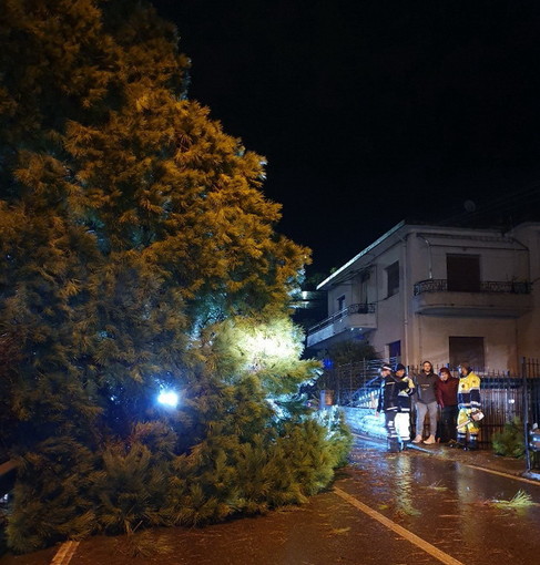 Pompeiana: notte di lavoro per la Protezione Civile, rimosso un pino di grosse dimensioni (Foto)