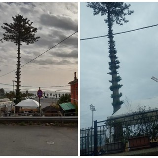 Sanremo: Araucaria 'capitozzata' a Pian di Poma, lettera del Comitato Pat agli uffici comunali (Foto)